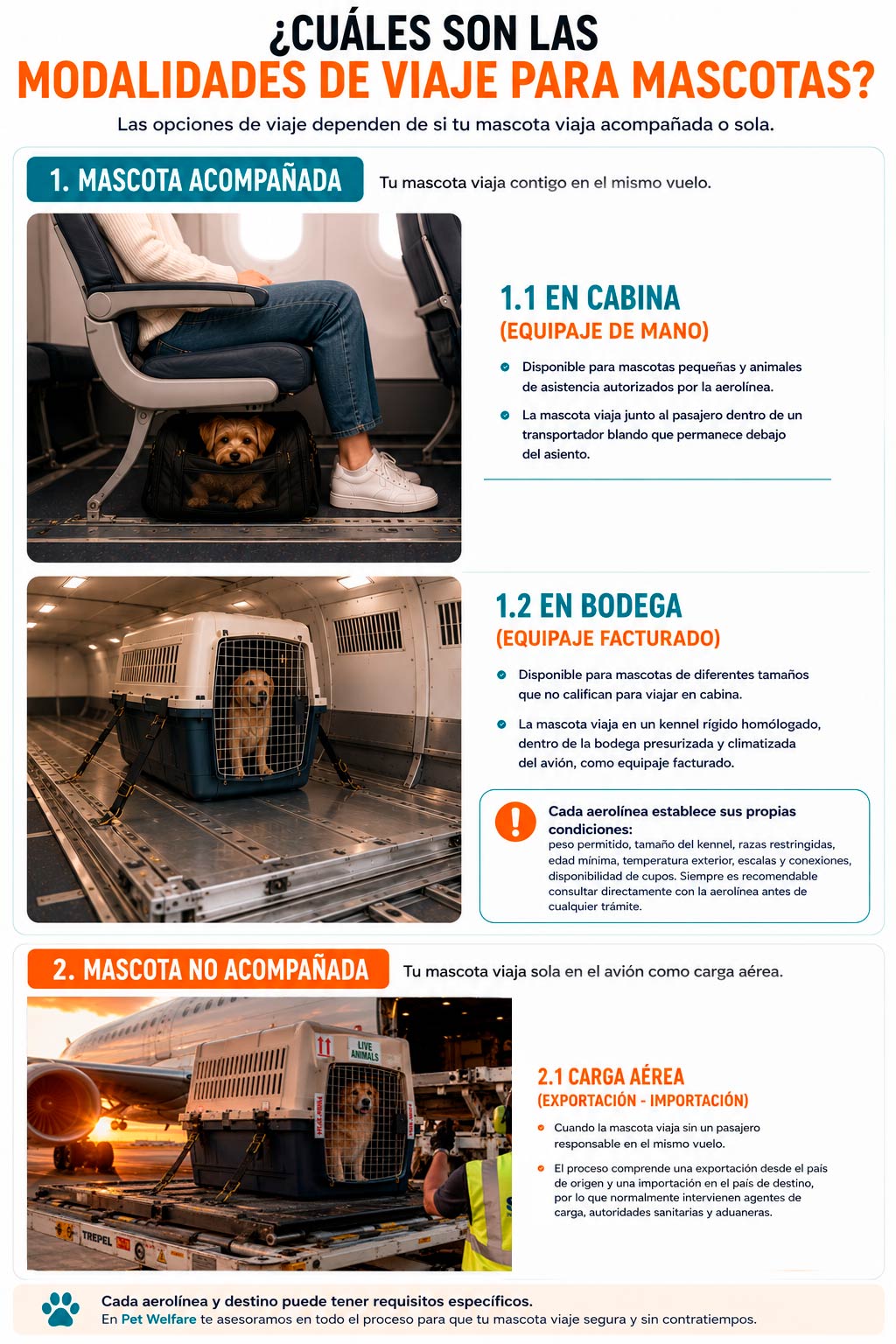 Modalidades de viaje para mascotas